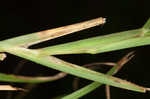 Coastal sandbur